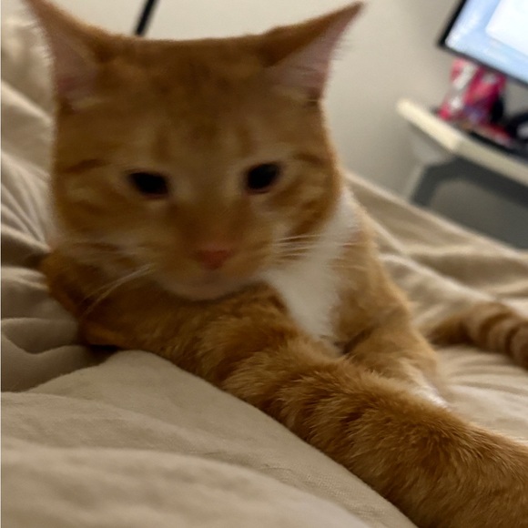 Meet your Posher, Khanh - Picture 1 of 1